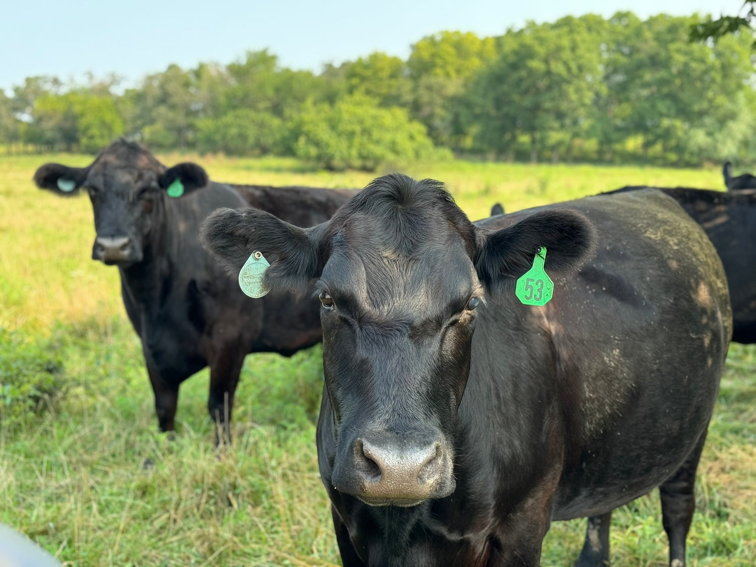 Silverline Cattle Co ranch